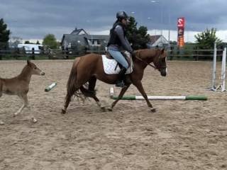 Klacz źrebna Narnia B