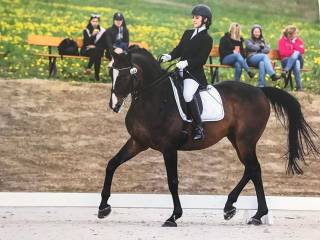 TRENING UJEŻDŻENIOWY KONIA BĄDŹ PAR KOŃ - JEŹDZIEC Z DOJAZDEM (WROCŁAW)