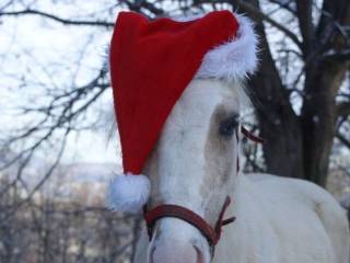 Sprzedam źrebną klacz walijską