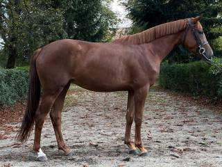 Sprzedam klacz rasy małopolskiej