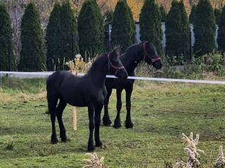 Dwa ogierki fryzyjskie poszukują nowego właściciela