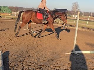 Koń pełnej krwi angielskiej