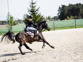 Na sprzedaż kuc gr. D – idealny dla amatora i doświadczonego jeźdźca