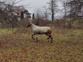 Klacz wielkopolska ze źrebięciem