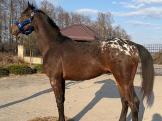 Ogier SP 3 lata tarant