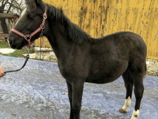 Klacz Śląska 7 miesięcy