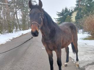 Sprzedam ogierka PKS