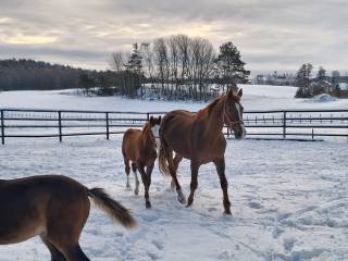 Sprzedam piękną klacz Hanowerską ze żrebakiem po ogierze Cascado