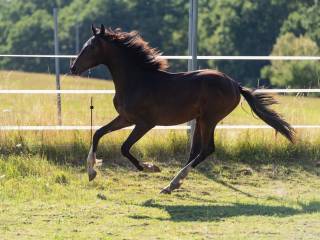 Ogierek holsztyński