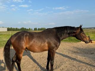 Ogier koń małopolski małopolak 2,5 roku Puerto