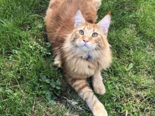 Do pilnej adopcji kocurek 3 letni