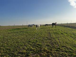 Pensjonat dla koni, jazda konna, wyjazdy w teren.