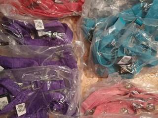 Kantary zwykłe full