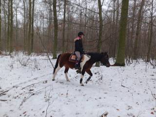 Piękna 6-letnia klacz huculska na sprzedaż