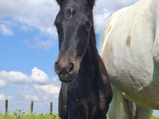 Sprzedam klacz odsadka