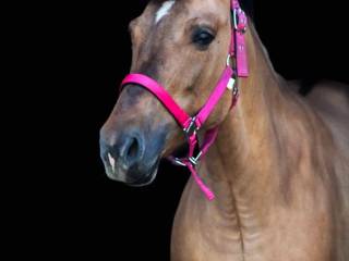 Super kucyk do hipoterapii