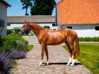 Klacz prospekt do dużego sportu