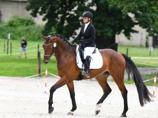 4letni przyszłościowy wałach do ujeżdżenia, po pierwszych startach, ma TUV