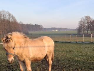 Fiord ogierek 6 mies z wybitnym rodowodem.
