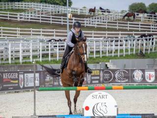 Idealny wałach do wprowadzenia w sport!!!