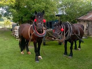 Wałach do bryczki i siodła