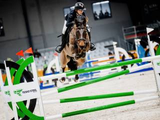 Świetny wałach na wprowadzenie w 120/130