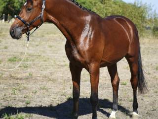 Chaccon blue x Contender