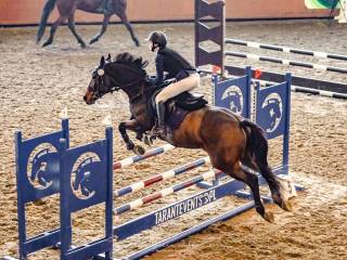 Ambitny wałach do sportu