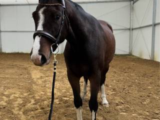 Malowany 4-latek po Casallco