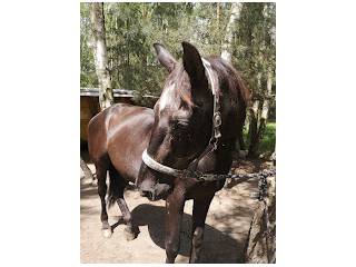 Spokojny wałach rekreacyjny - do dzierżawy lub do oddania