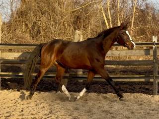 3,5 letni skarogniady wałach SP ze świetnym ruchem