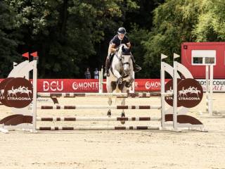 Skokowy siwy wałach