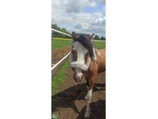 6 letni wałach feliński 120cm