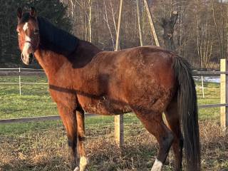 Klacz do hodowlana 12 lat KWPN