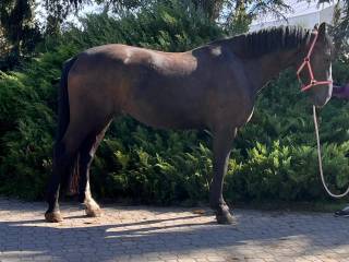 Ślązak ujeżdzeniowy kary