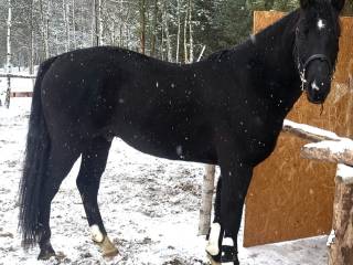 Piękny kary ogier z przyszłością sportową po Rasch ex Rekrut