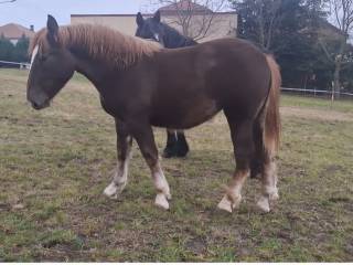 Źróbka zimnokrwista