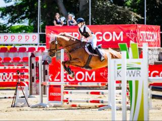 Bardzo doświadczony wałach na sprzedaż