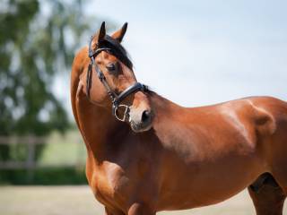 Stanówka 2026, krycie naturalne, złoty ogier Zangersheide Caligo Z