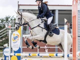 Świetny wałach do kochania i małego sportu