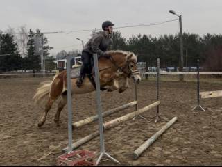 Fantastyczny Haflinger do sportu możliwa zamiana