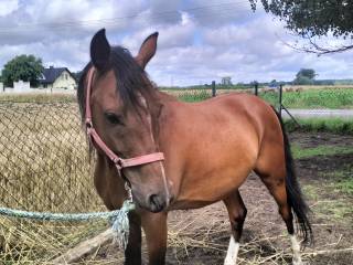 6 letni wałach czystej krwi arabskiej