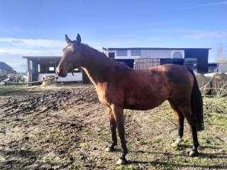 8 letni ogier czystej krwi arabskiej