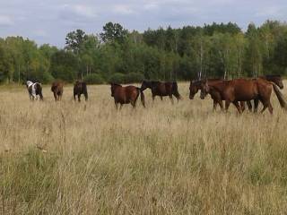 Wolnowybiegowa stajnia blisko Warszawy