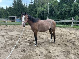 Ogier czysta krew arabska