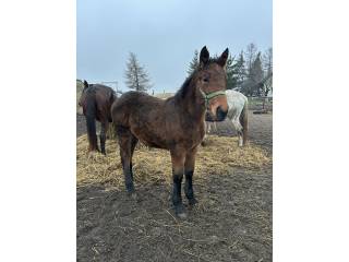 Klacz typ pogrubiany