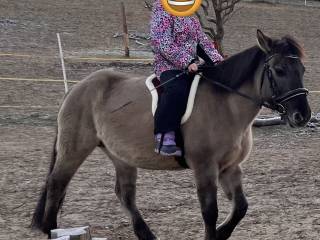 Klacz Konika polskiego