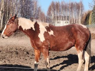 Piękny srokaty wałach wlkp