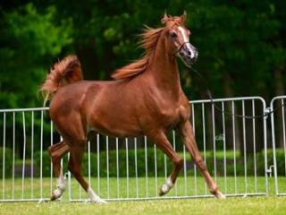 Stanówka ogieram arabskim Fenrir oo ( Calypso/QR MARC)