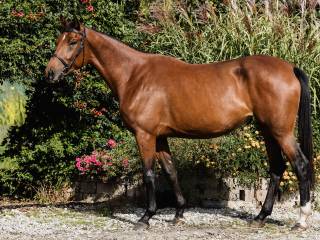 Piękna klacz KINLEY do sportu